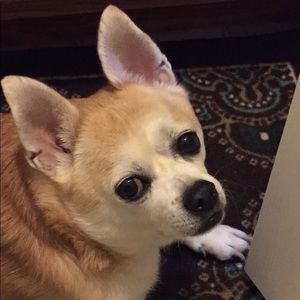 Meet your Posher, Andrea